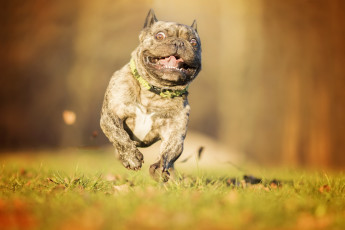 Картинка животные собаки дог бег трава