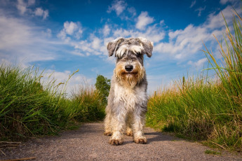 Картинка животные собаки трава облака