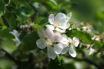Картинка цветы цветущие+деревья+ +кустарники leaves ветка branch apple яблони flowers листья