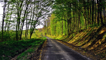 Картинка природа дороги лесная дорога деревья