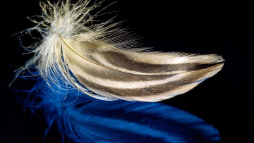 Картинка разное перья серый синий