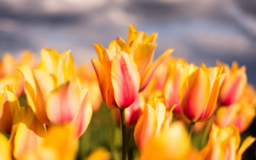 Картинка цветы тюльпаны макро лепестки бутоны