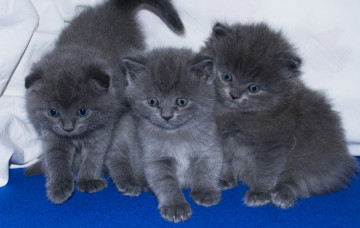 Картинка животные коты трое серый