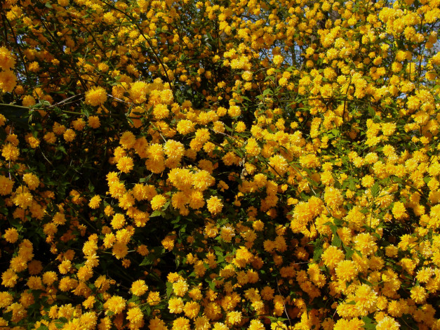 Обои картинки фото цветы, цветущие деревья ,  кустарники, желтые
