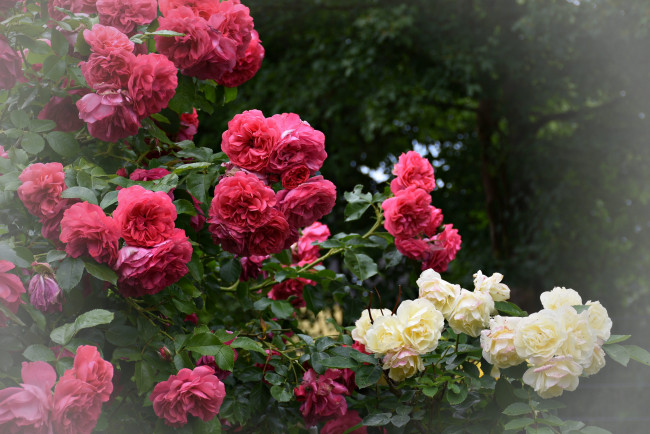 Обои картинки фото цветы, розы, листья, розовая, роза, цветение, лепестки
