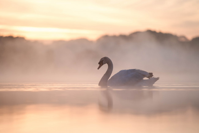 Обои картинки фото животные, лебеди, туман, утро, озеро, лебедь, птица