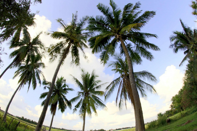 Обои картинки фото природа, деревья, пальмы