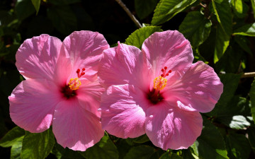 Картинка цветы гибискусы розовый гибискус макро дуэт