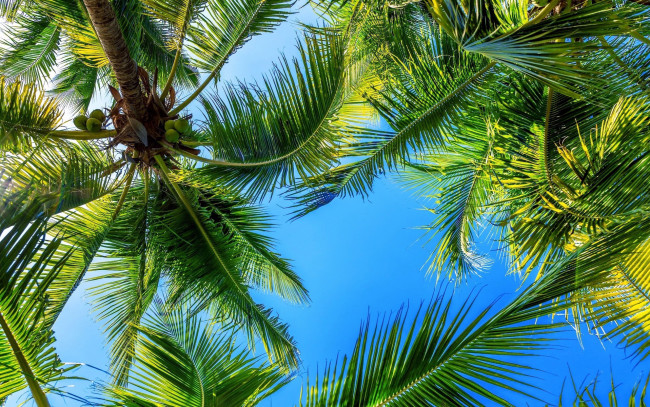 Обои картинки фото природа, деревья, небо, тропики, пальмы