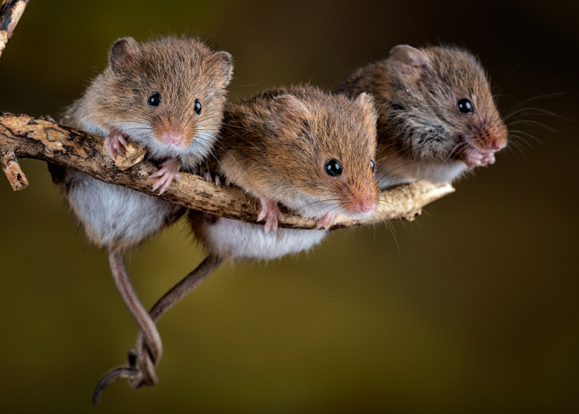 Обои картинки фото животные, крысы,  мыши, мыши