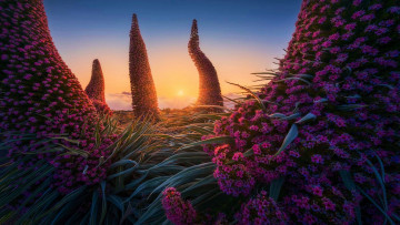 обоя tajinaste flowering plants, roque de los muchachos, la palma, природа, деревья, tajinaste, flowering, plants, roque, de, los, muchachos, la, palma