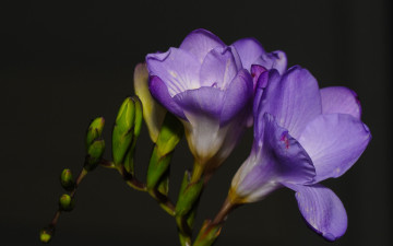 Картинка цветы фрезия лиловая макро