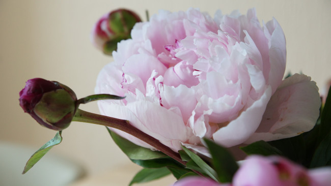 Обои картинки фото цветы, пионы, бутоны, пион, розовый, макро
