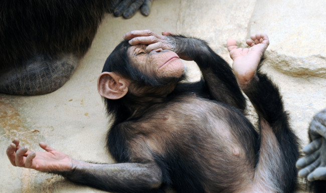 Обои картинки фото животные, обезьяны, забавный, шимпанзе