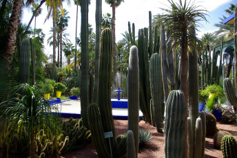 Картинка morocco marrakech jardin majorelle природа парк сад кактусы
