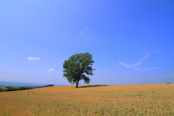 Картинка природа поля поле дерево