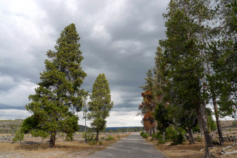 Картинка yellowstone national park природа дороги дорога парк деревья