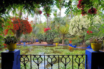 Картинка morocco marrakech jardin majorelle природа парк сад бассейн королевский