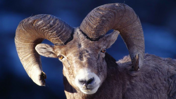 Картинка архар животные овцы бараны рога горный баран