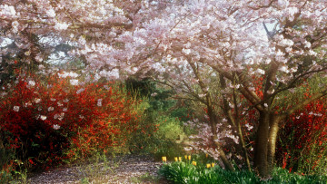Картинка japanese cherry tree in park природа деревья цветущее дерево парк