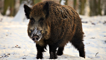 Картинка кабан животные свиньи кабаны дикий секач