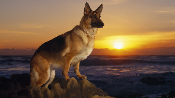 Картинка немецкая овчарка животные собаки собака природа