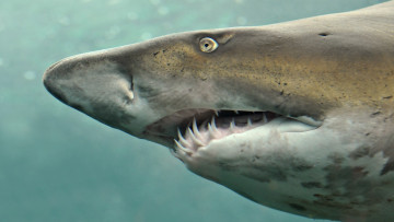 Картинка животные акулы челюсти голова акула