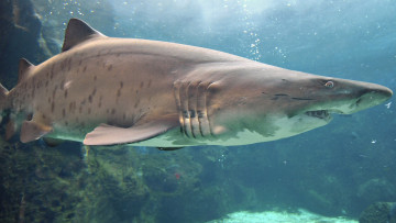Картинка животные акулы глаза акула хищник зубы