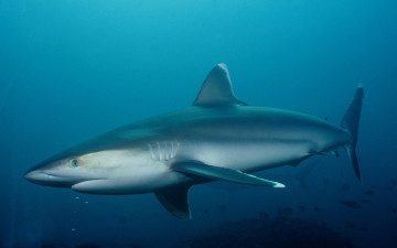 Картинка животные акулы рыба хищник