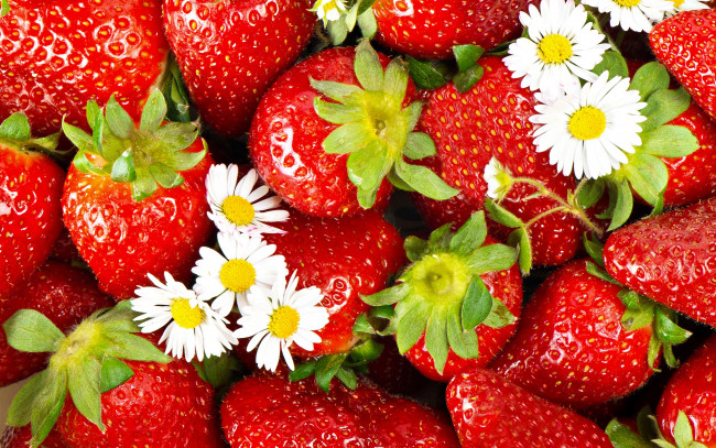 Обои картинки фото еда, клубника, земляника, ромашки, ягоды, цветы