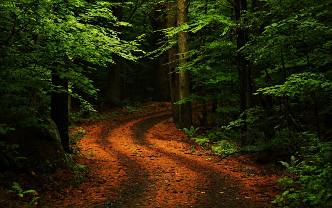 Обои картинки фото path, in, the, forest, природа, дороги, дорога, лес, листва