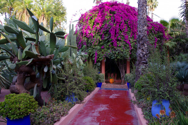 Обои картинки фото morocco, marrakech, jardin, majorelle, природа, парк, королевский, сад