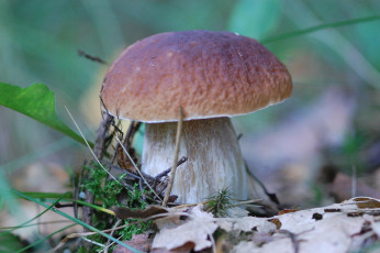 Картинка боровик природа грибы белый гриб