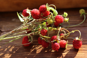 Картинка еда клубника +земляника растения макро земляника ягоды флора