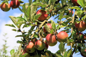 Картинка природа плоды листья ветки дерево яблоки
