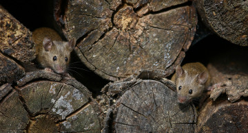 Картинка мыши животные крысы +мыши выглядывают дерево норки