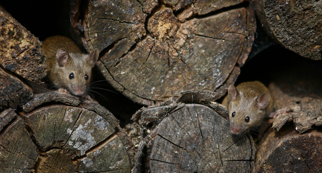 Обои картинки фото мыши, животные, крысы,  мыши, выглядывают, дерево, норки