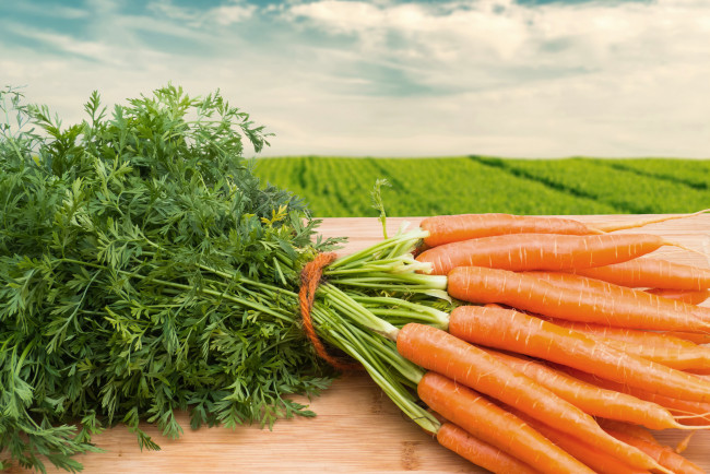 Обои картинки фото еда, морковь, корнеплод, пучок, оранжевый