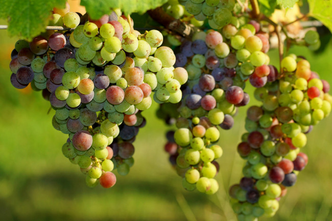 Обои картинки фото природа, Ягоды,  виноград, grapes, грозди, leaves, листва, виноградник, the, vineyard, виноград