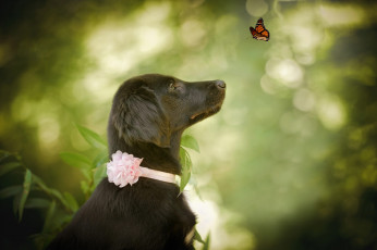 Картинка животные собаки природа животное бабочка собака профиль пёс боке