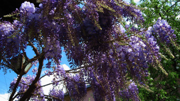 Картинка цветы глициния дерево