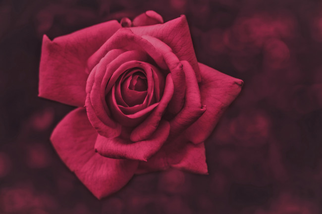 Обои картинки фото цветы, розы, бутон, лепестки, фон, роза