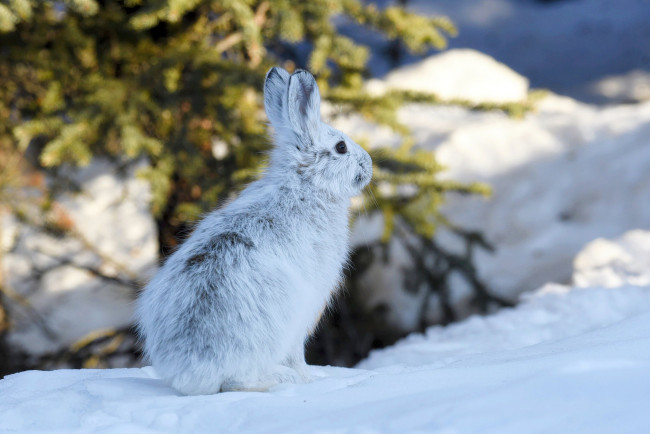 Обои картинки фото животные, кролики,  зайцы, аляска, заяц, снег, зима