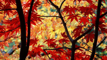 обоя природа, деревья, осень, листья, клен
