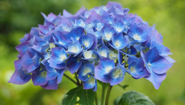 Картинка цветы гортензия синяя соцветие