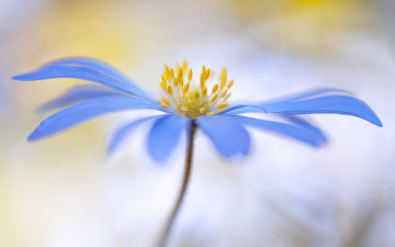 Картинка цветы цветок синий