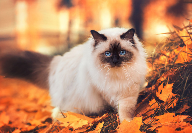 Обои картинки фото животные, коты, кот, листья, осень