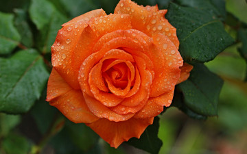 Картинка роза+louis+de+funes цветы розы роза louis de funes