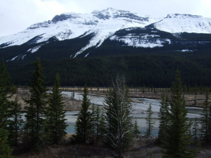 Картинка banff national park природа горы ель