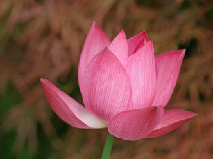 Картинка цветы лотосы лепестки розовые